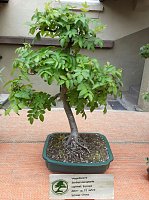 Bonsai in der Brennerei Bild: Bonsai in der Brennerei