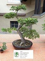 Bonsai in der Brennerei Bild: Bonsai in der Brennerei