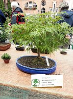 Bonsai in der Brennerei Bild: Bonsai in der Brennerei