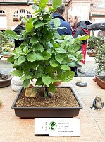 Bonsai in der Brennerei Bild: Bonsai in der Brennerei