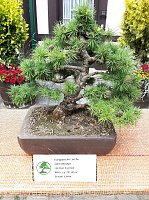 Bonsai in der Brennerei Bild: Bonsai in der Brennerei