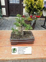 Bonsai in der Brennerei Bild: Bonsai in der Brennerei