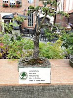 Bonsai in der Brennerei Bild: Bonsai in der Brennerei