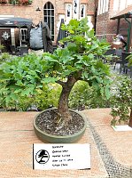 Bonsai in der Brennerei Bild: Bonsai in der Brennerei