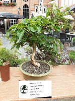 Bonsai in der Brennerei Bild: Bonsai in der Brennerei