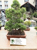 Bonsai in der Brennerei Bild: Bonsai in der Brennerei