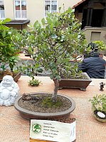 Bonsai in der Brennerei Bild: Bonsai in der Brennerei