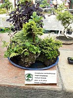 Bonsai in der Brennerei Bild: Bonsai in der Brennerei