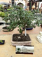 Bonsai in der Brennerei Bild: Bonsai in der Brennerei