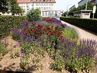Bild: Bl&uuml;tenpracht in Nordhausens Promenade
