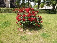 Bild: Bl&uuml;tenpracht in Nordhausens Promenade