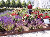 Bild: Bl&uuml;tenpracht in Nordhausens Promenade