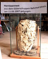 Stadt- und Brauhoffest in Ellrich - Unterwegs im Feuerwehrmuseum Ellrich Bild: Stadt- und Brauhoffest in Ellrich - Unterwegs im Feuerwehrmuseum Ellrich