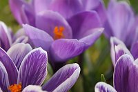 Grüße vom Frühling Bild: Grüße vom Frühling