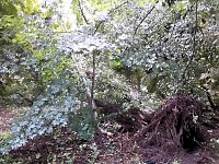 Bild: Unwettersch&auml;den in Nordhausen