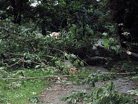 Bild: Unwettersch&auml;den in Nordhausen