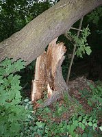 Bild: Unwettersch&auml;den in Nordhausen