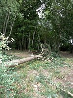 Bild: Unwettersch&auml;den in Nordhausen