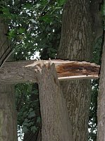 Bild: Unwettersch&auml;den in Nordhausen