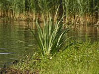 Bild: Impressionen am Muldenstausee