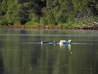 Bild: Impressionen am Muldenstausee