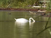 Bild: Impressionen am Muldenstausee