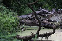 Bild: Entdeckungen an der Mulde