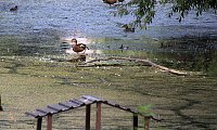 Bild: Entdeckungen an der Mulde