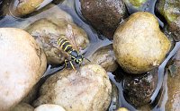 Bild: Entdeckungen an der Mulde