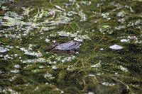 Bild: Entdeckungen an der Mulde