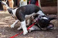 Bild: 7. Nordth&uuml;ringer Bulldoggentreffen