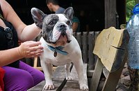 Bild: 7. Nordth&uuml;ringer Bulldoggentreffen