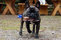 Bild: 7. Nordth&uuml;ringer Bulldoggentreffen