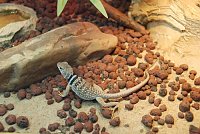 Bild: Welt der Reptilien in der Wiedingsburghalle