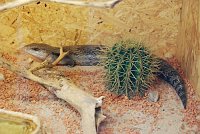 Bild: Welt der Reptilien in der Wiedingsburghalle