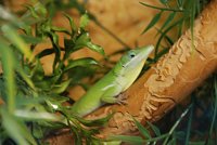 Bild: Welt der Reptilien in der Wiedingsburghalle