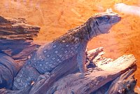 Bild: Welt der Reptilien in der Wiedingsburghalle