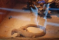 Bild: Welt der Reptilien in der Wiedingsburghalle