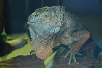 Bild: Welt der Reptilien in der Wiedingsburghalle