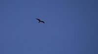 Bild: 18. Flugtage in Hain