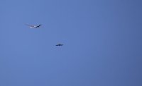 Bild: 18. Flugtage in Hain