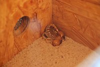 Bild: Welt der Reptilien in der Wiedingsburghalle