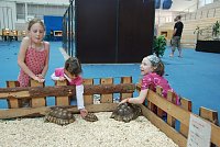 Bild: Welt der Reptilien in der Wiedingsburghalle