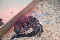 Bild: Welt der Reptilien in der Wiedingsburghalle
