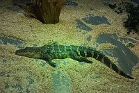 Bild: Welt der Reptilien in der Wiedingsburghalle