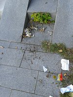 Treppenstufen werden gereinigt Bild: Treppenstufen werden gereinigt