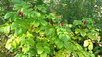 Ilfelder Ahornpark im Herbstlicht Bild: Ilfelder Ahornpark im Herbstlicht