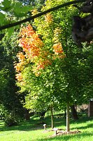 Ilfelder Ahornpark im Herbstlicht Bild: Ilfelder Ahornpark im Herbstlicht