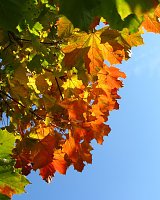 Ilfelder Ahornpark im Herbstlicht Bild: Ilfelder Ahornpark im Herbstlicht