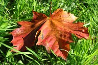 Ilfelder Ahornpark im Herbstlicht Bild: Ilfelder Ahornpark im Herbstlicht